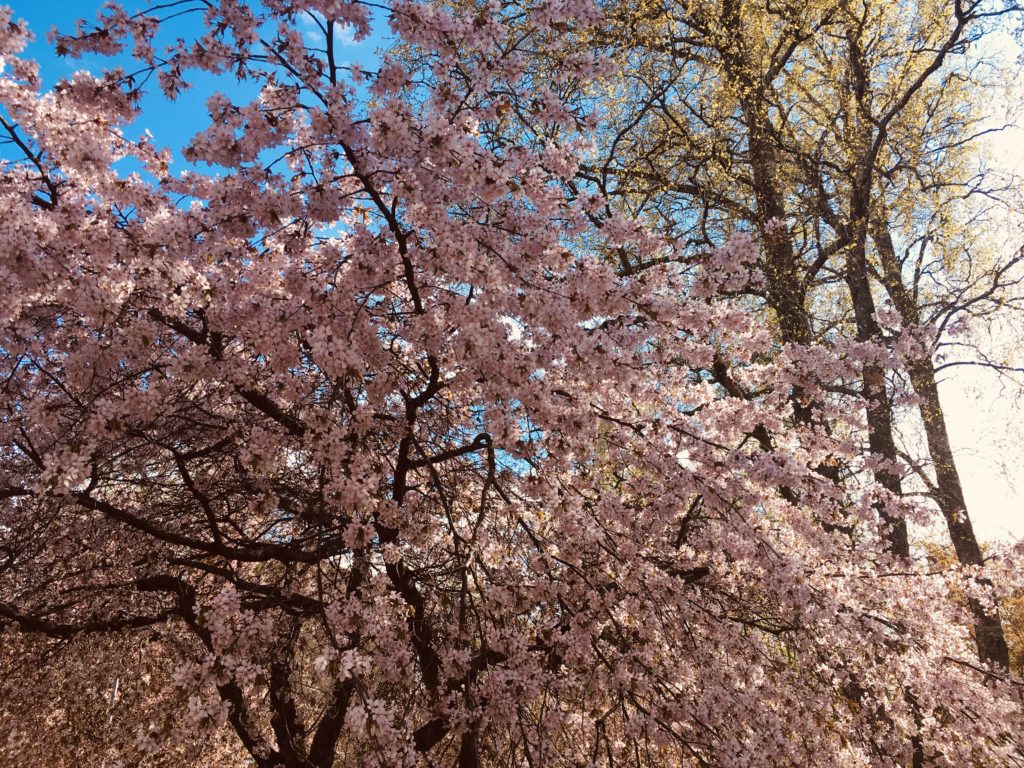 Villiomenapuu kukkii vaaleanpunaisin kukin.